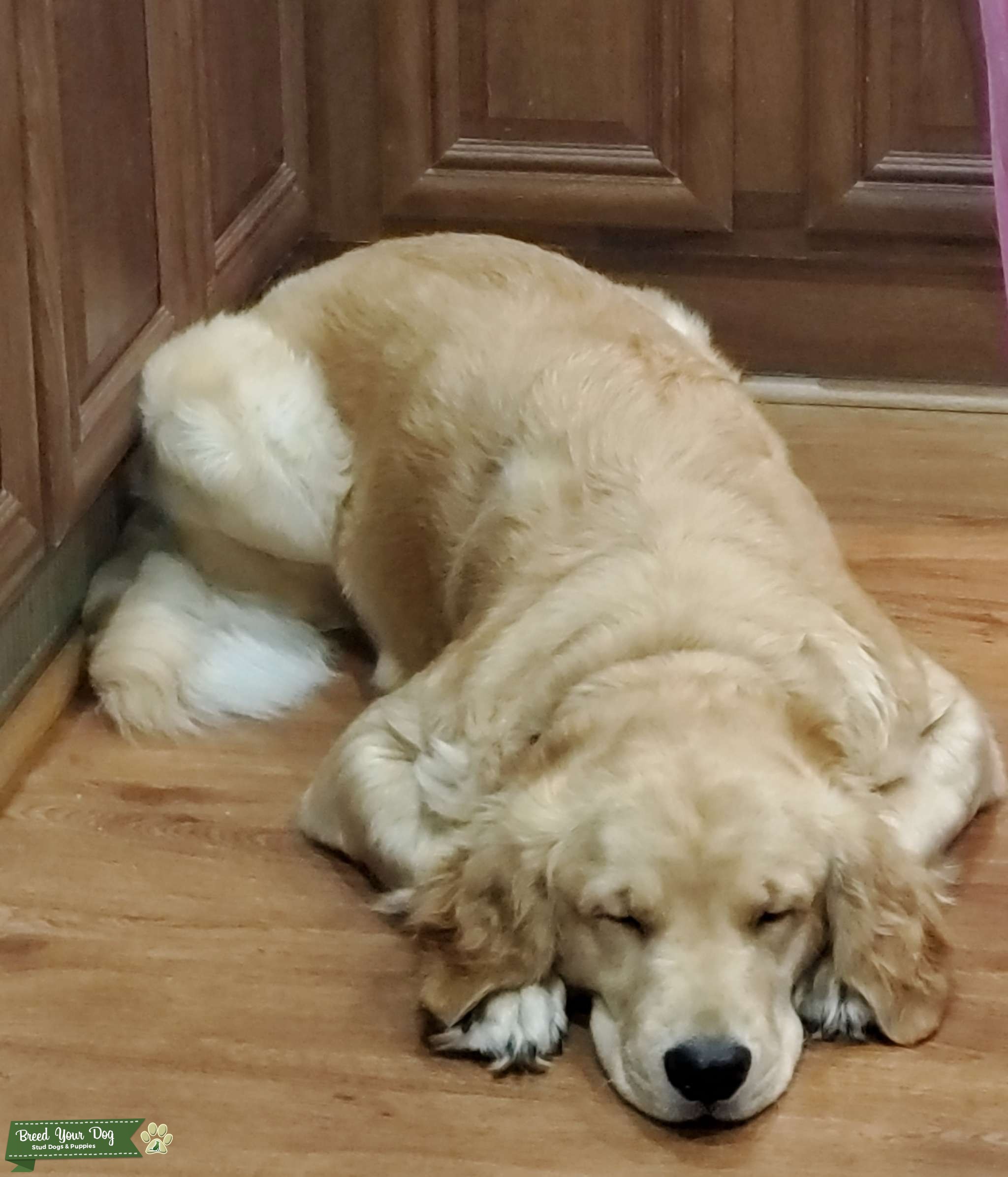 English Cream Golden Retriever Stud Dog Tidewater Area, Virginia