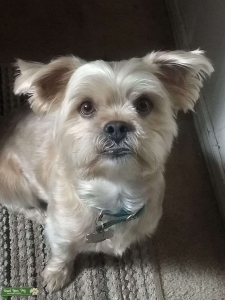Shorkie  Listing Image