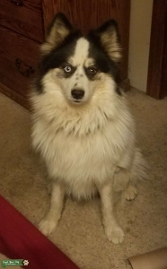 Wooly Pomsky Listing Image