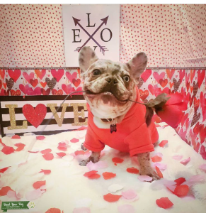 Akc registered merle French Bulldog Listing Image