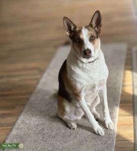 German Shepard/Beagle mix Listing Image