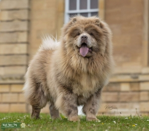 Lilac Merle chow chow Listing Image