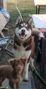 Siberian Husky Stud Listing Image