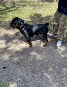 AKC Registered Rottweiler  Listing Image