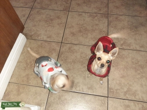 Short Haired/apple head chihuahua Listing Image
