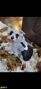 Silver Miniature Schnauzer  Listing Image