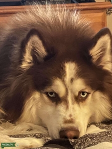  Siberian Husky Stud  Listing Image