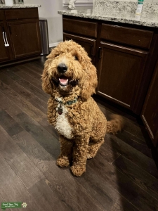F1B Goldendoodle Stud Listing Image