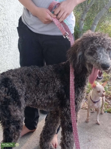Standard poodle akc Merle  Listing Image