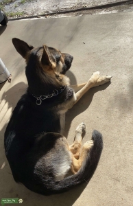 German Shepard Listing Image