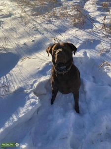 Stud Dog Apollo Listing Image