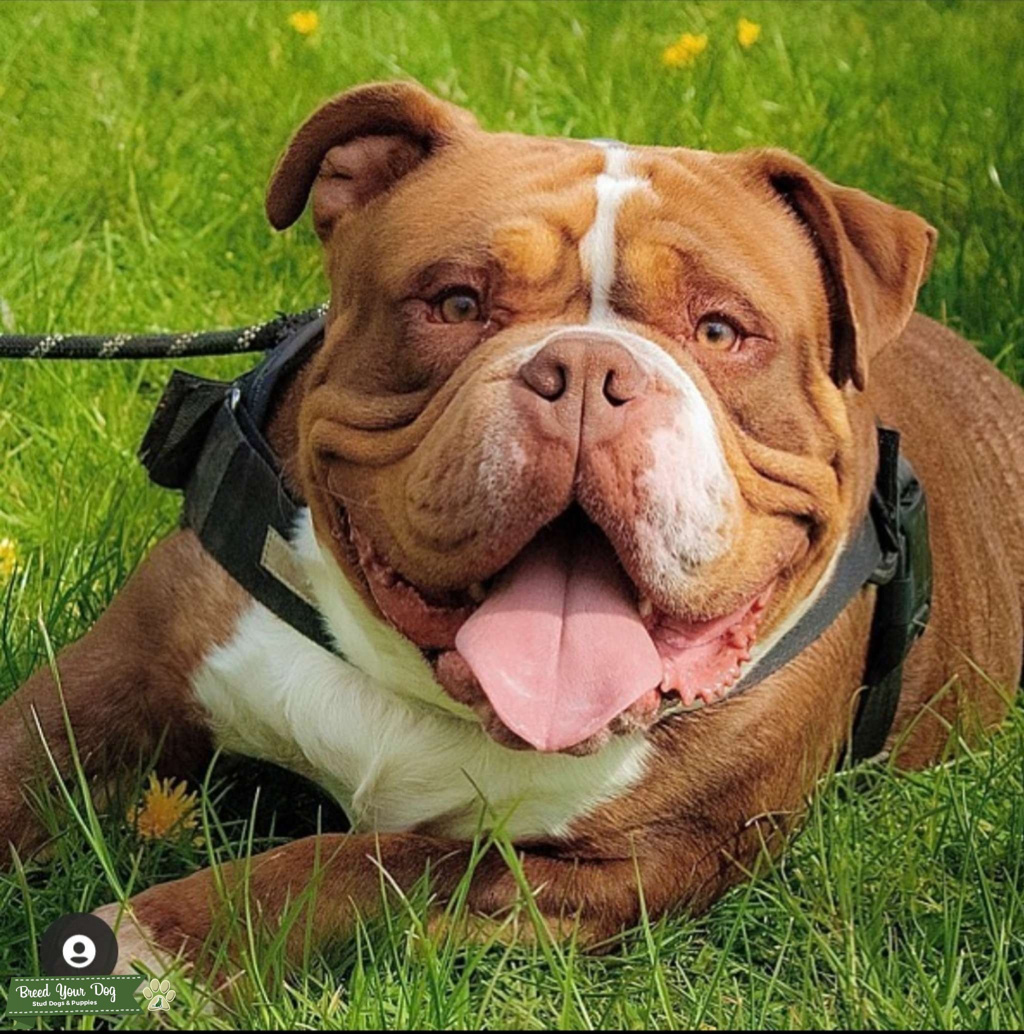 Pocket bully chocolate tri Stud Dog in Leicestershire , the United