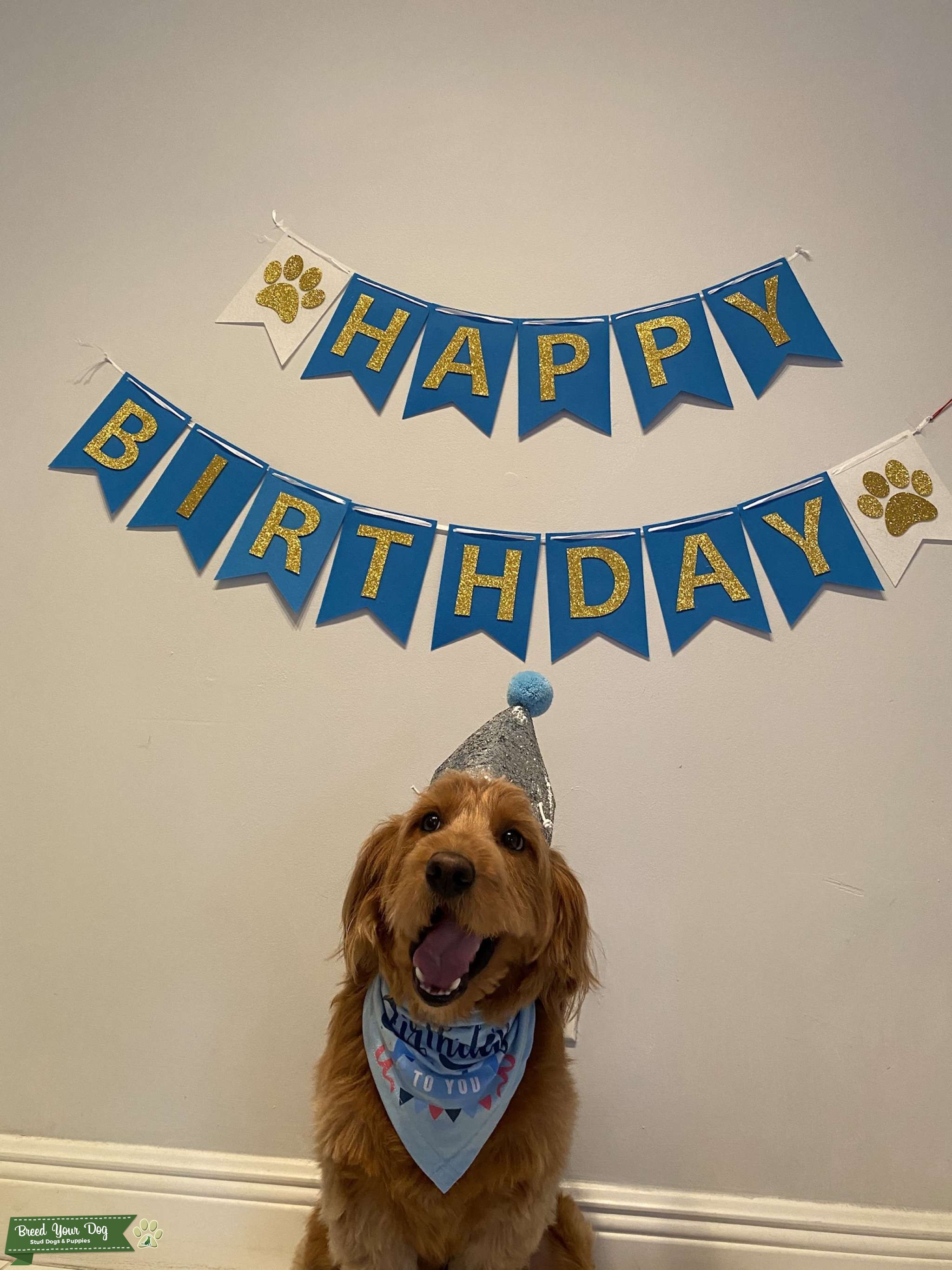 Bailey the Red Mini Goldendoodle Stud Dog in Miami Dade County, the