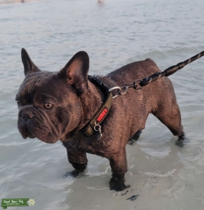 French Bulldog Blue Listing Image