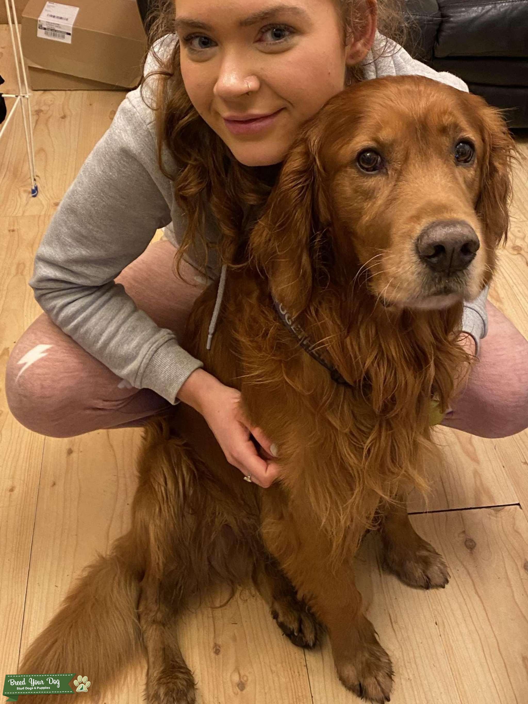 Fox red Golden retriever - Stud Dog in West Yorkshire , the United