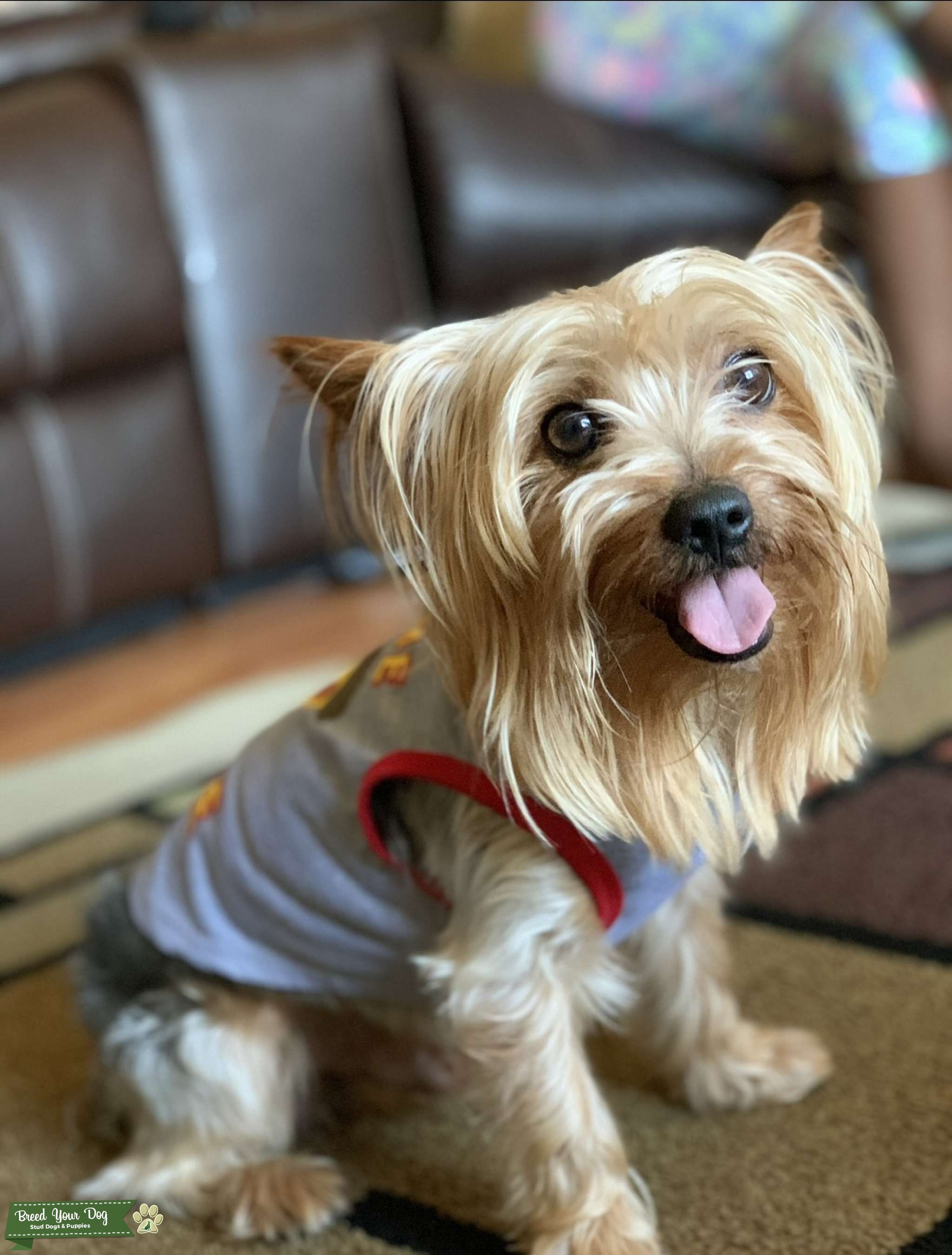 CKC Registered Yorkie Stud Dog Fayetteville Breed Your Dog