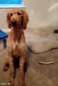 Red Goldendoodle Stud Listing Image