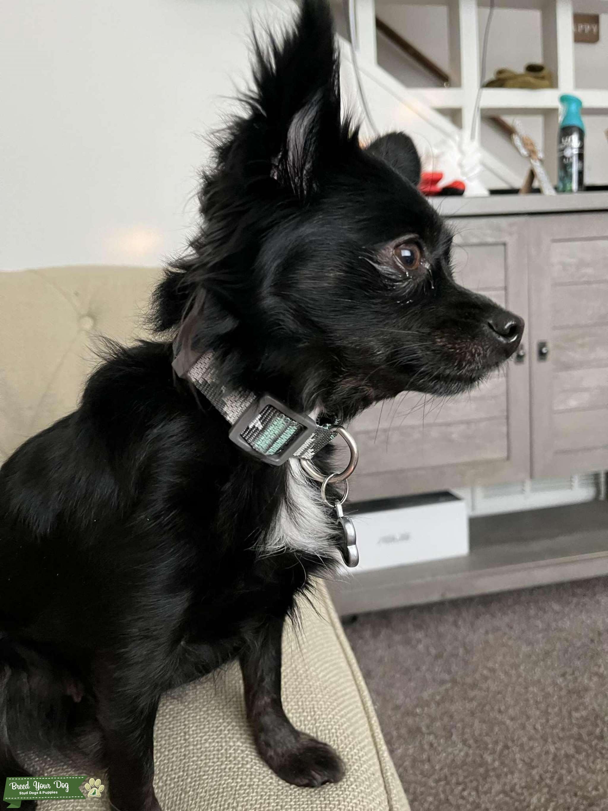 LongHaired Deer Head Chihuahua Stud Dog in Colorado Springs, the United States Breed Your Dog