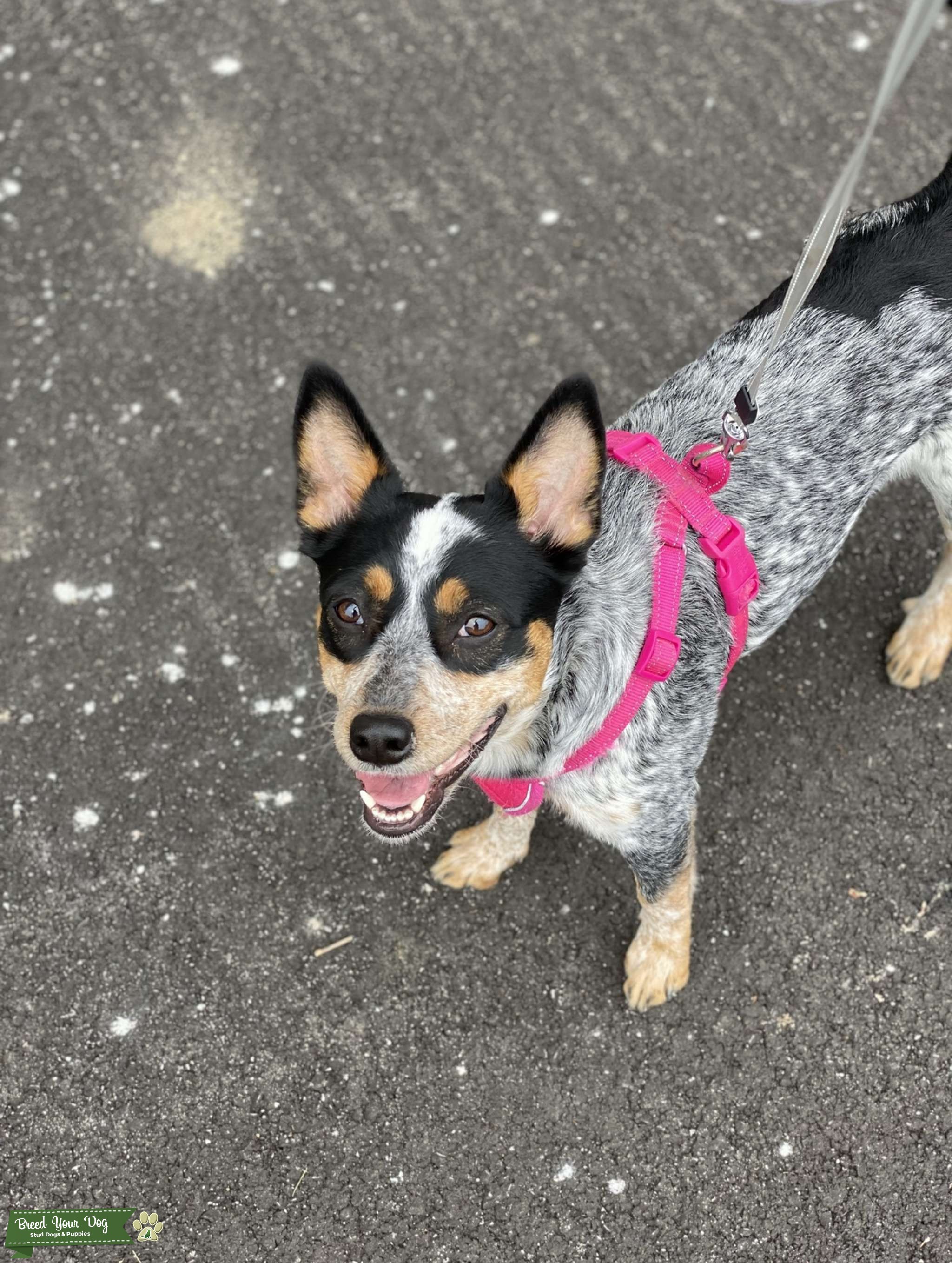 2 year old Australian cattle dog Stud Dog in Indiana , the United
