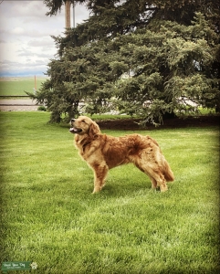 Golden Retriever Stud Listing Image