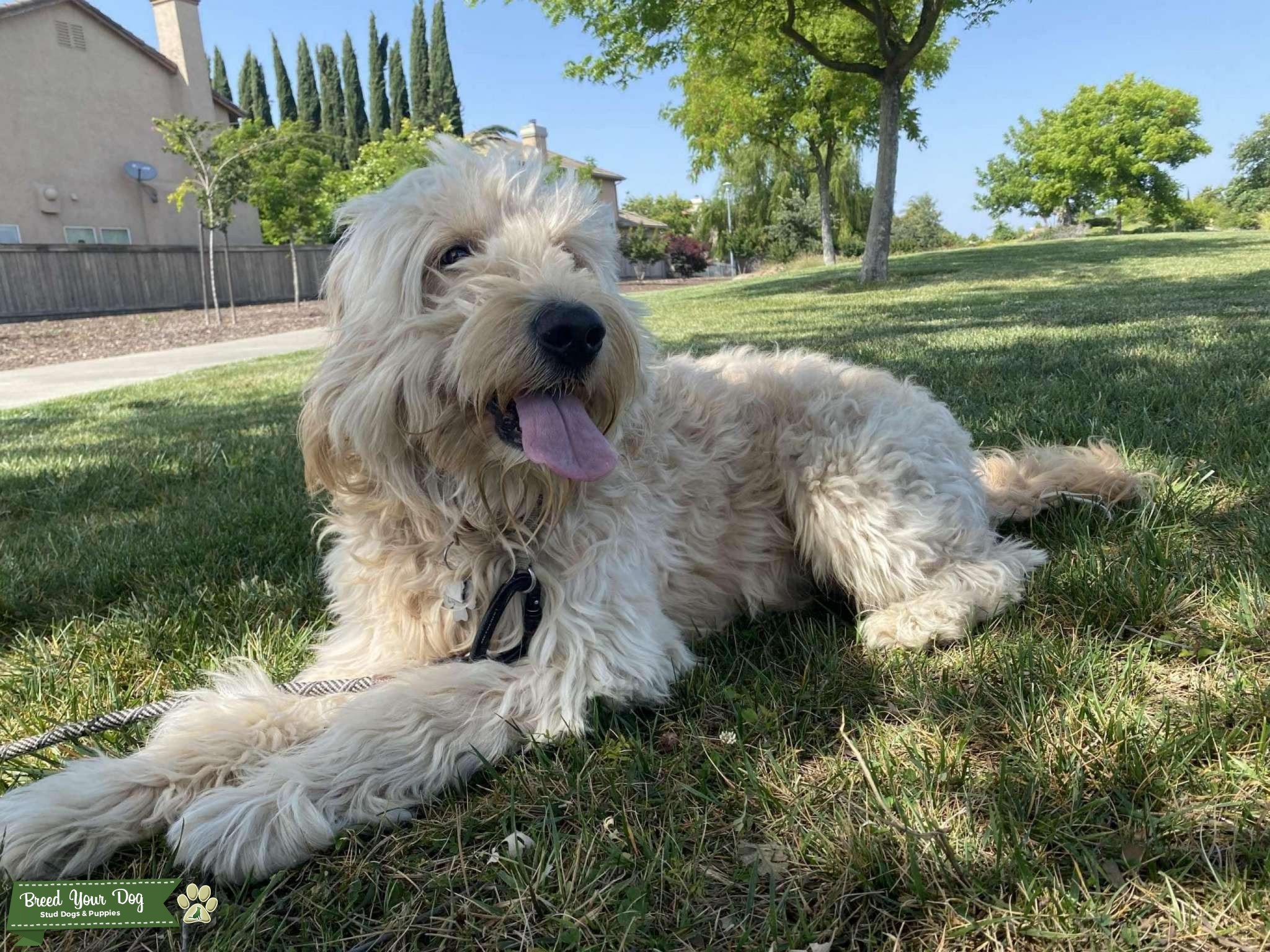 Lucky Dog Stud Dog in Sacramento, United States Breed Your Dog