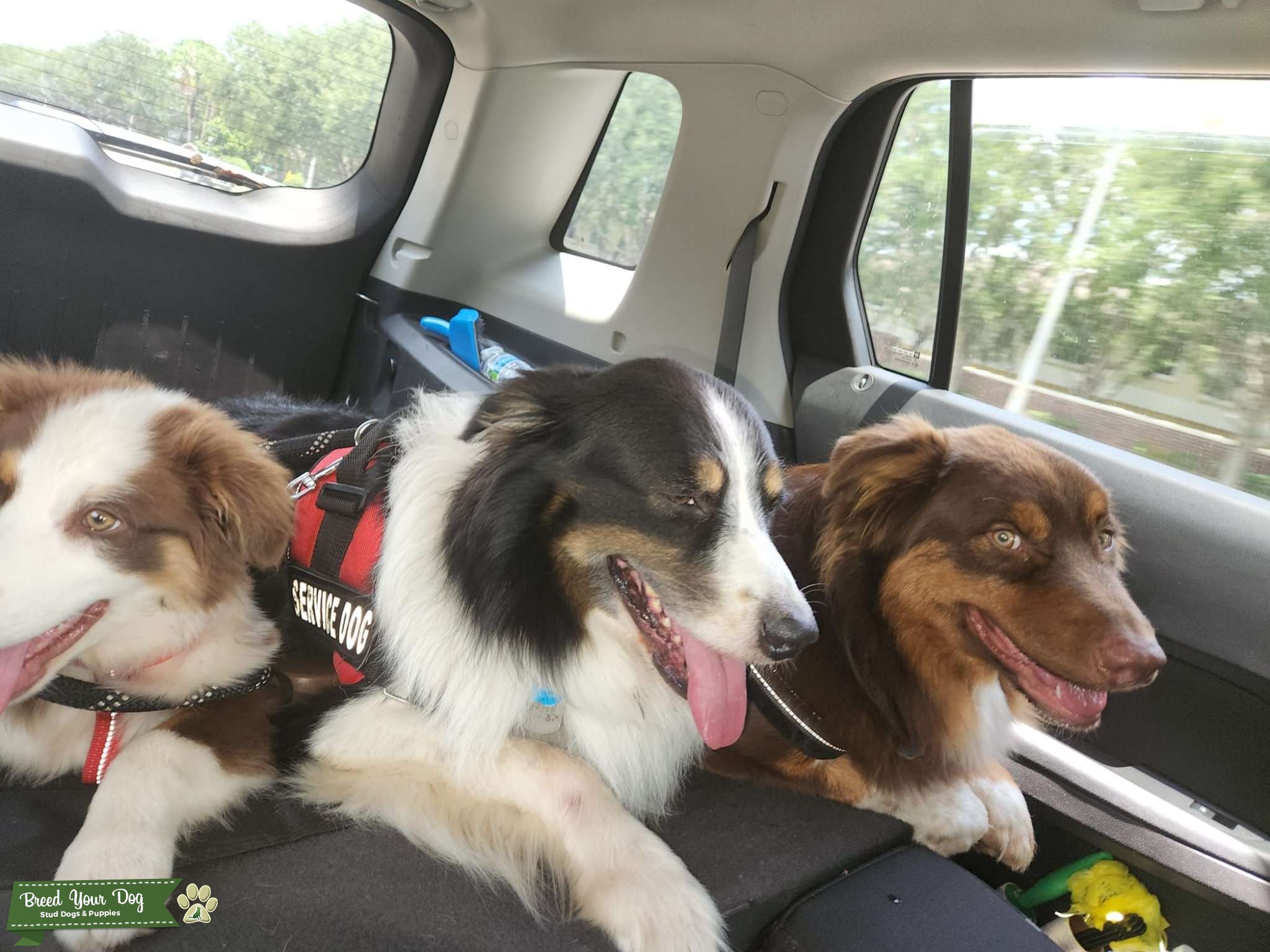 Australian Shepherd Stud Stud Dog in Florida, the United States