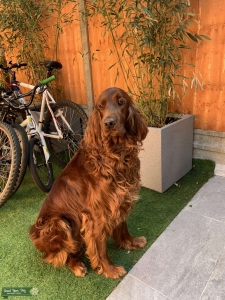 Irish Setter Listing Image