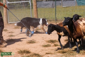 AKC/UKC Border Collie Listing Image