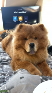 Male chow for breeding Listing Image