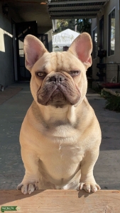 Blue Fawn French Bulldog Listing Image
