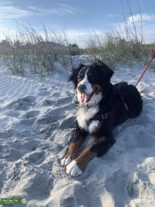 Bernese mountain dog for stud  Listing Image