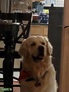 English Cream Golden Retriever Listing Image
