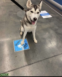 Serbian Husky  Listing Image