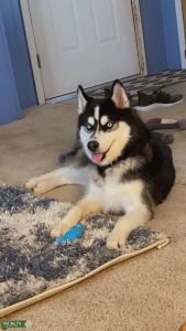 Husky Stud! Listing Image