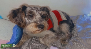 Miniature Schnauzer Listing Image