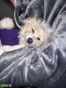 Female Maltipoo Listing Image