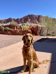 AKC Red Golden Retriever - Total Sweetheart Listing Image