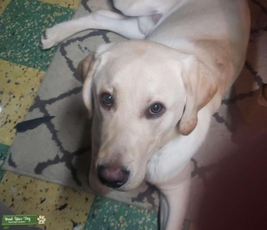 Yellow Lab Male Listing Image