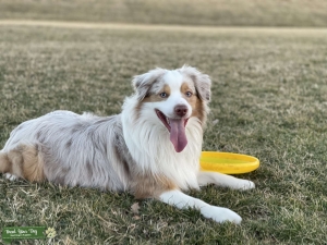 Male Mini Aussie ISO of a girlfriend Listing Image