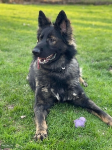 Czech German shepherd Stud Listing Image