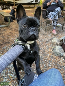 Male Frenchton  Listing Image