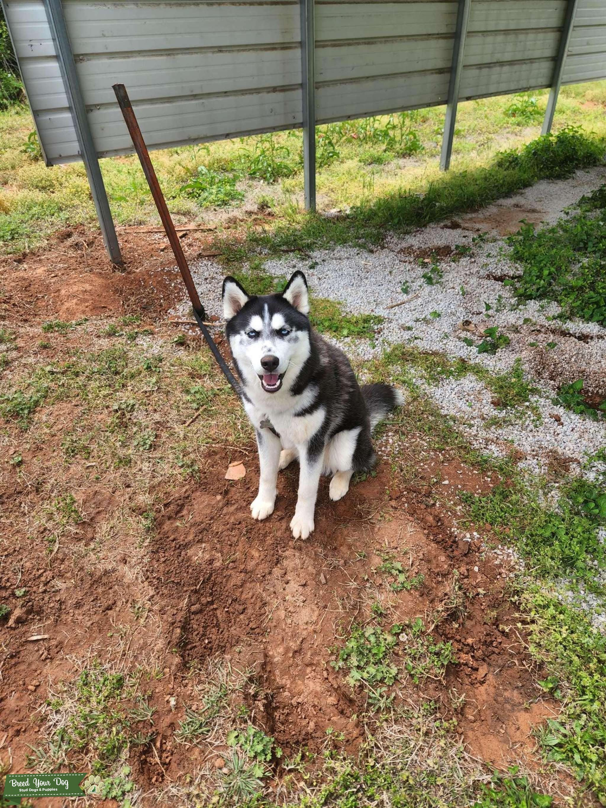 AKC Siberian Husky Stud Dog in Oklahoma, the United States Breed