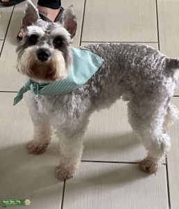 Mini Schnauzer Stud Listing Image