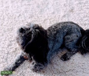 Shihtzu & Maltese Stud Listing Image