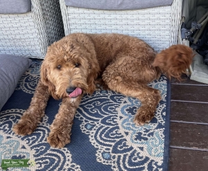 Goldendoodle stud Listing Image