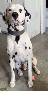 DALMATIAN STUD Listing Image
