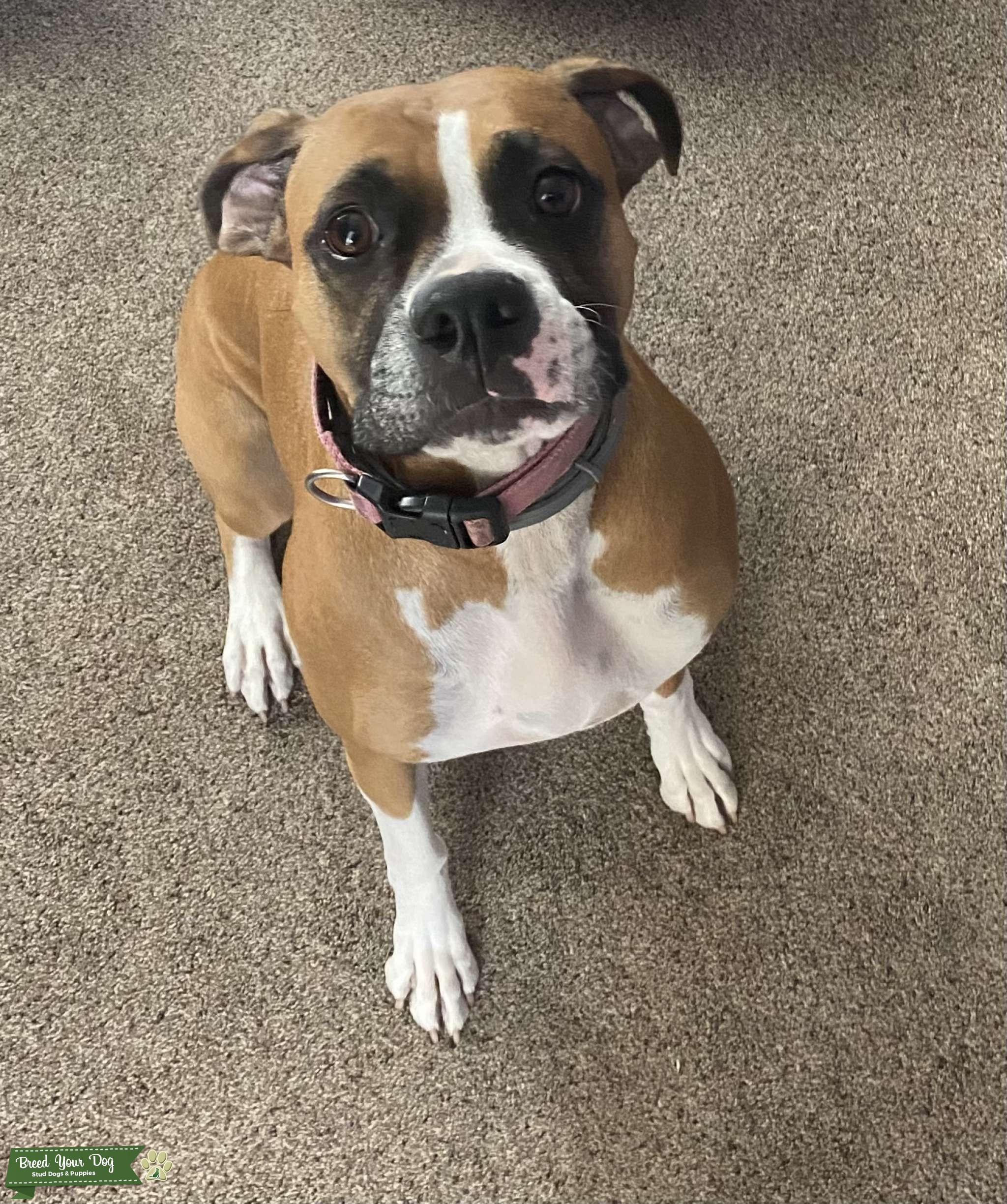 Tan 4 year old boxer Stud Dog in Central Valley California, the