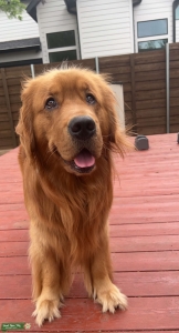 11 out of 10 Golden retriever stud Listing Image