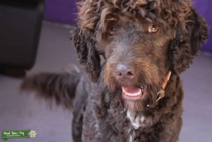 F1 Male Sproodle/Springerdoodle Listing Image