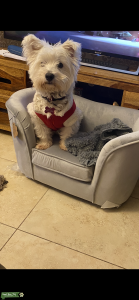Stud wanted  Listing Image